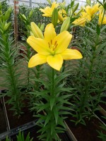 [5050 Nashville No02.JPG]